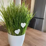 Branna Hodnoceni 10 Wellness Zdarma Vleky 5 Min Apartman *