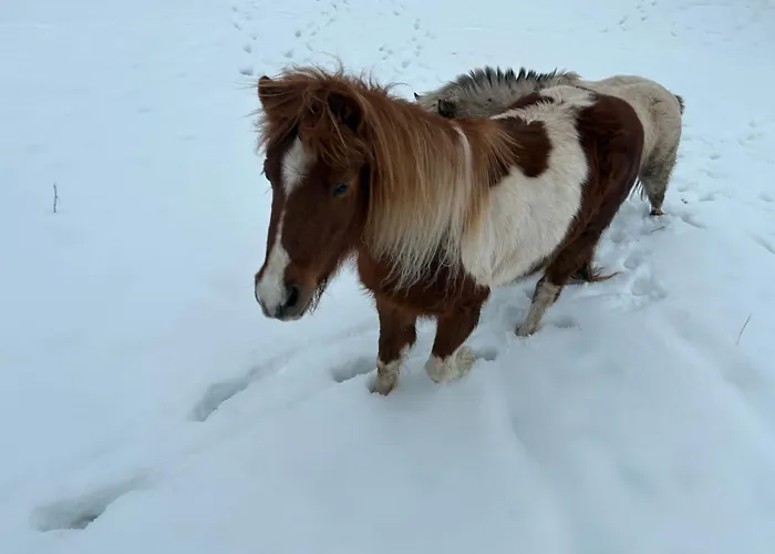 Branna 10 Z 10 Hory Klid A Vleky 5 Min Апартаменты *